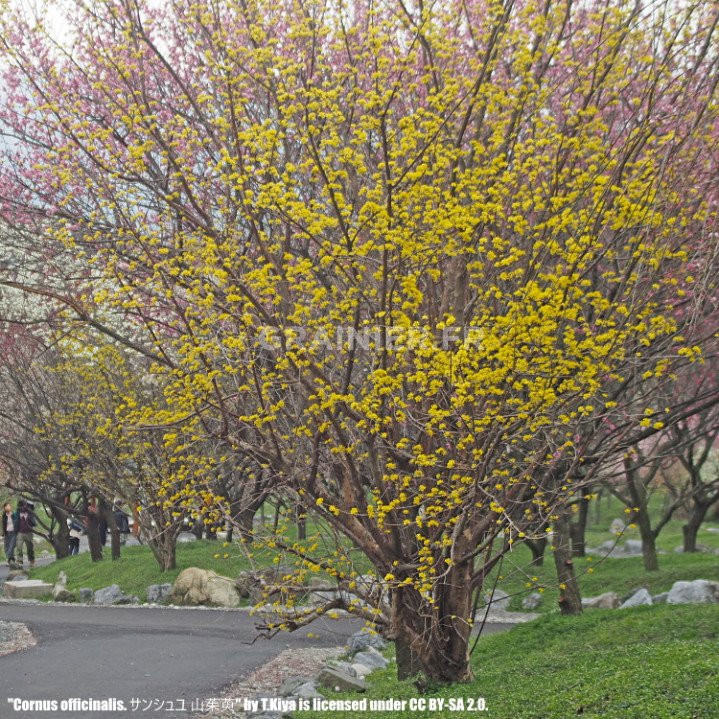 Japanese Cornwall, Japanese Cornelian cherry tree, Cornus officinal image